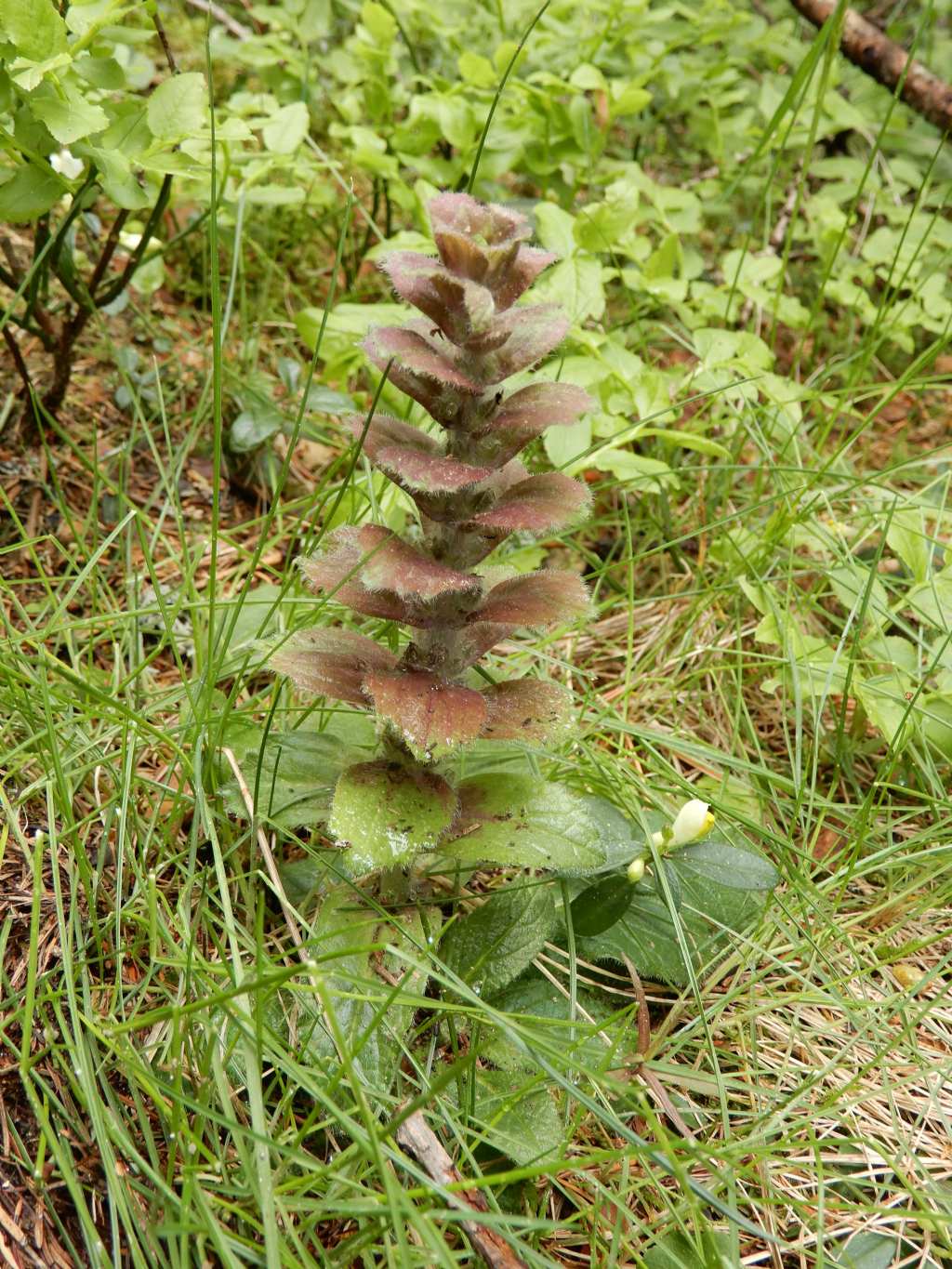 Ajuga pyramidalis (Lamiaceae)